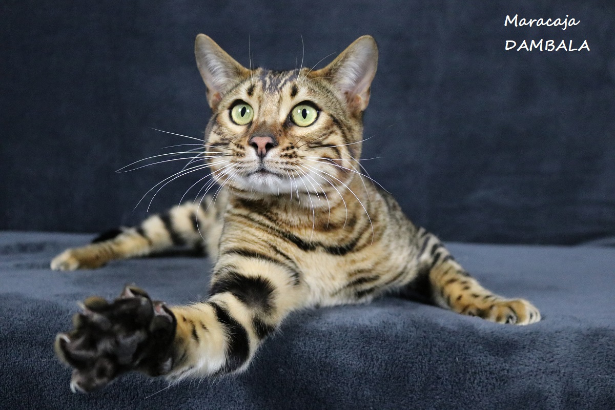 bengal brown rosetted